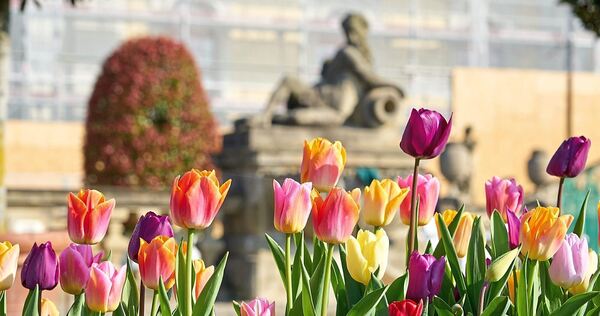 Am 20. März beginnt die neue Saison im Blühenden Barock.