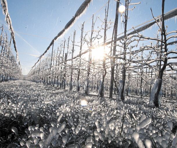 Bizarre Eisgebilde schmücken die Obstbäume nach der Frostberegnung.Fotos: Alfred Drossel