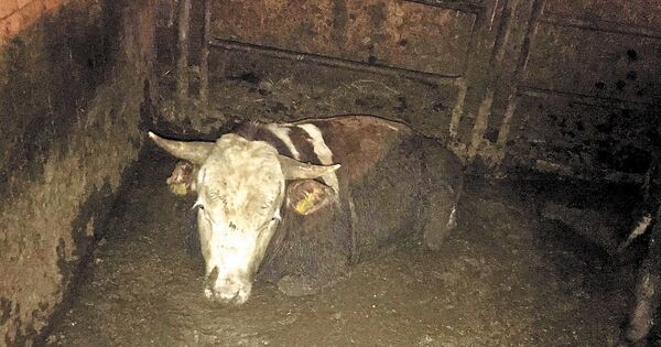 Strafanzeige gegen Rinderhalter - Stadt Ludwigsburg - Ludwigsburger Kreiszeitung