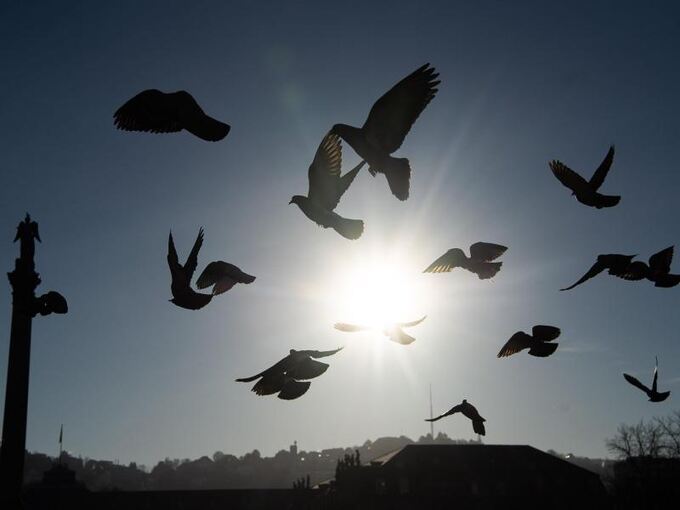 Tauben fliegen in der Morgensonne über den Schloßplatz