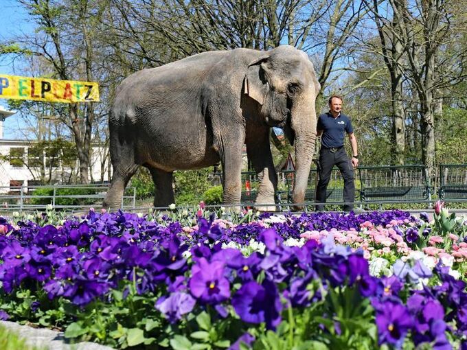 Elefantenkuh Nanda im Karlsruher Zoo