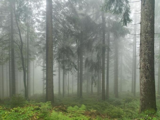 Fichten stehen im Nationalpark Schwarzwald im Nebel
