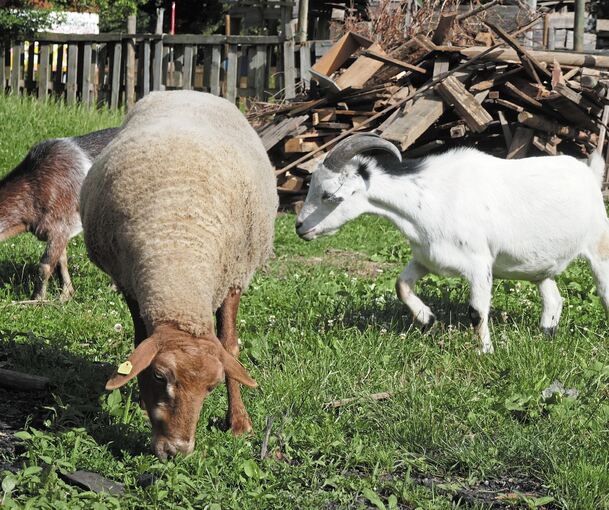 Ziegen und Schafe werden auf der Jugendfarm Kornwestheim gehalten. Die Tiere sind dort bei den Kindern sehr beliebt. In der Nacht zu Karfreitag wurde auf der Weide der Anlage ein junger Schafbock geschlachtet. Foto: privat