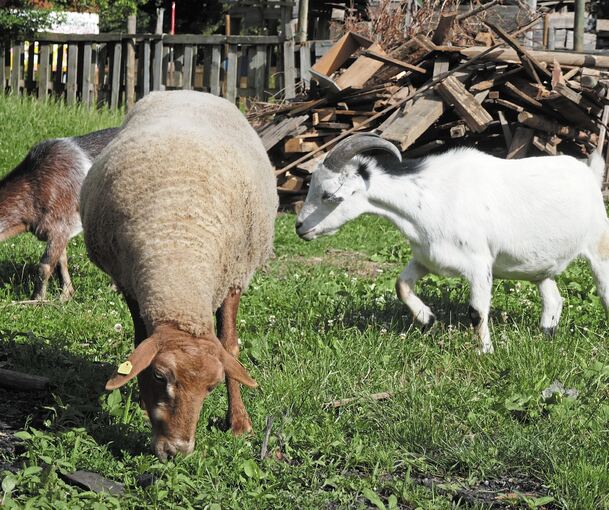 über Ein Jahr Alter Kastrierter Schafbock Unbekannte schlachten Schafbock