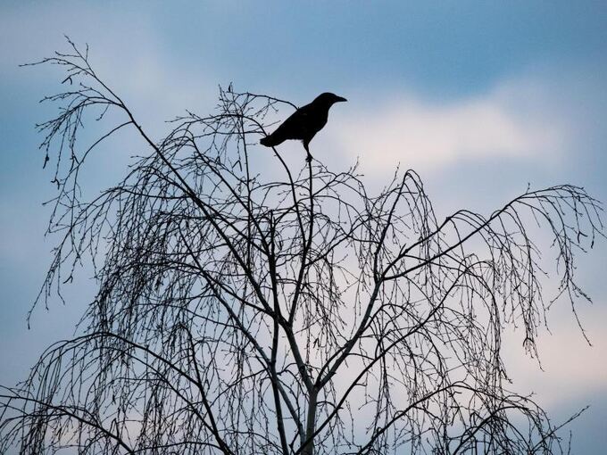 Eine Krähe sitzt in einer kahlen Baumkrone