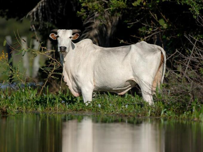 Rinderzucht im Pantanal