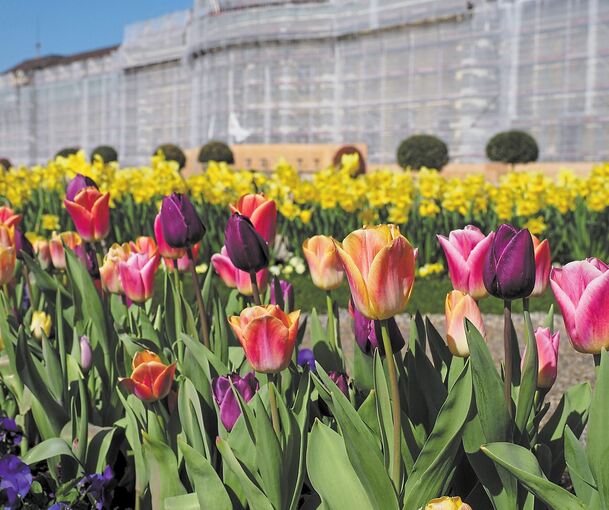 Blütenpracht im Blüba. Archivfoto: Holm Wolschendorf