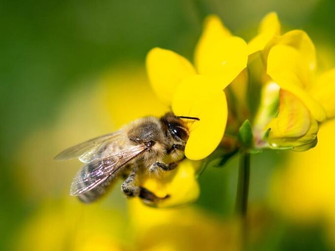 Eine Biene zieht Nektar aus einer gelben Wiesenblume