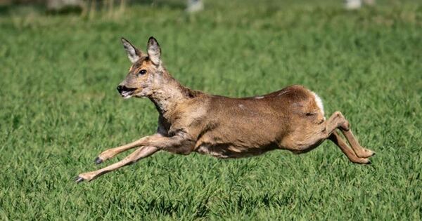 Wie Hoch Springt Ein Reh Aus Dem Stand Reh springt durch Scheibe eines Wohnzimmerfensters