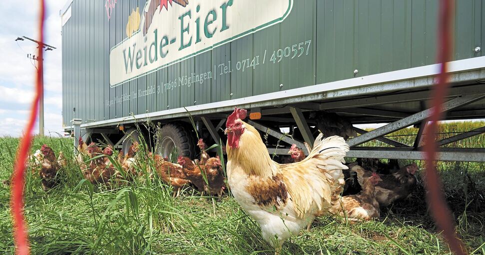 Kommen bei Verbrauchern gut an: Freilaufende Hühner und ihre mobilen Ställe, wie hier bei Landwirt Jürgen Pflugfelder in Möglingen. Foto: Andreas Becker