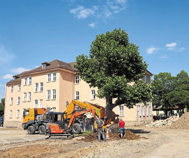 Ein Baum geht auf Reisen: Die letzte von elf Platanen in der Jägerhofkaserne wurde am Mittwoch an ihrem alten Platz ausgegraben und im nördlichen Bereich wieder eingepflanzt. Filigranarbeit: Die Wurzeln des finalen Exemplars mussten von Hand bearbeit