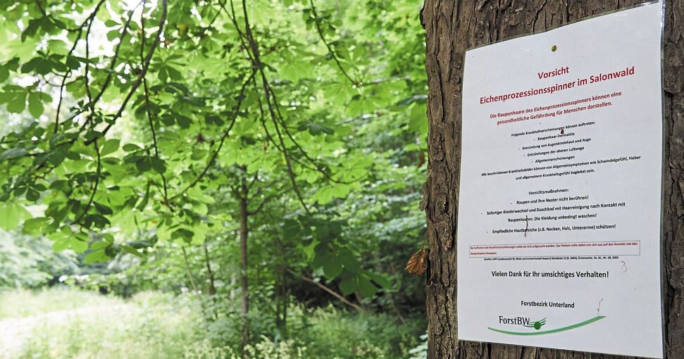 Forstamt und Stadtverwaltung wollen mit Hinweisschildern Spaziergänger auf den Eichenprozessionsspinner aufmerksam machen. Foto: Andreas Becker