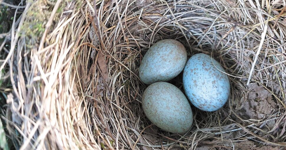 Drei grau-blau marmorierte Eier hat das Amselweibchen ins Nest gelegt ...