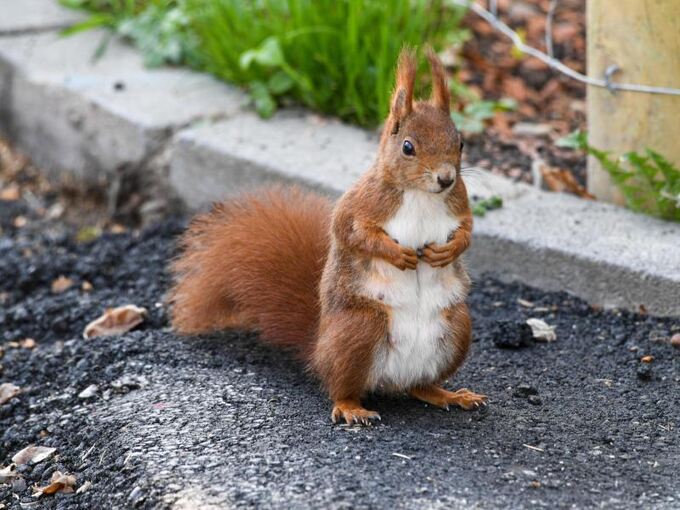 Ein Eichhörnchen sitzt auf einem Gehweg