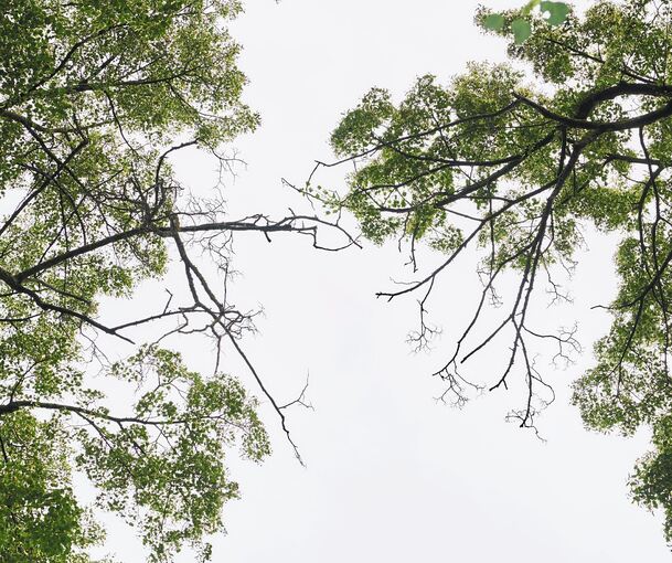 Diese morschen Äste könnten bleiben, wenn die Bäume mitten im Wald stehen würden. Aber die Äste sind genau über dem Fußweg und könnten herunterfallen.