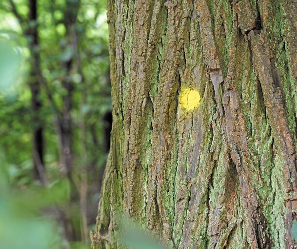 Der gelbe Punkt auf der Rinde zeigt an, dass der Baum morsche Äste hat, die jemanden gefährden könnten. Deshalb müssen die Äste ab, der Baum darf aber bleiben.
