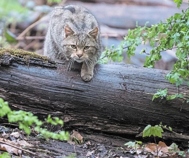 Die Wildkatze ist offenbar auch auf freier Wildbahn wieder im Kreis angekommen. Unser Foto zeigt ein Exemplar aus Tripsdrill. Foto: Sebastian Gollnow/dpa