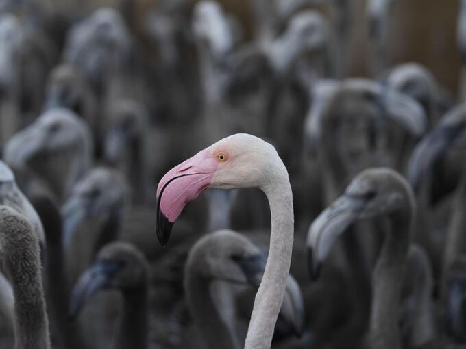 Flamingo-Küken in Südfrankreich