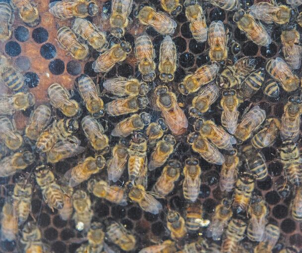 Bei der Arbeit: Honigbienen im Einsatz. Archivfoto: Oliver Bürkle
