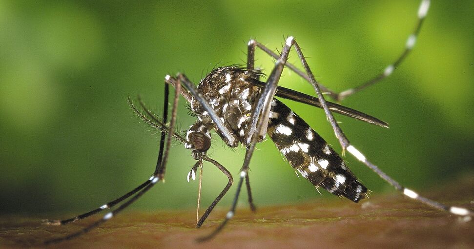 Die charakteristisch gestreifte Asiatische Tigermücke kann seltene Krankheiten übertragen. Foto: privat