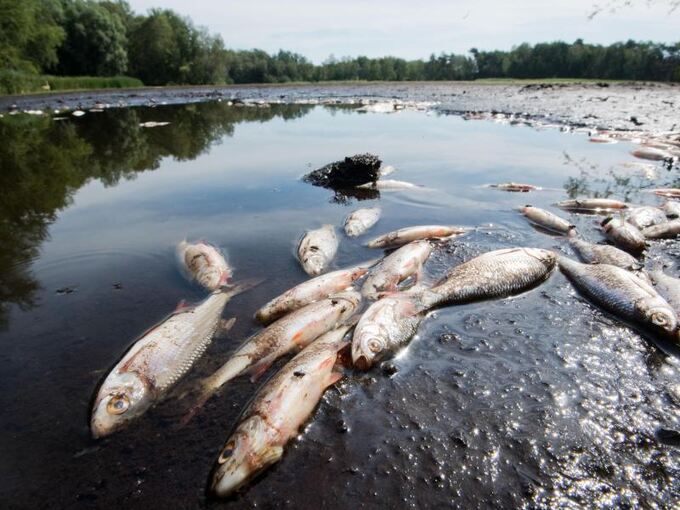 Tote Fische liegen an der Wasseroberfläche