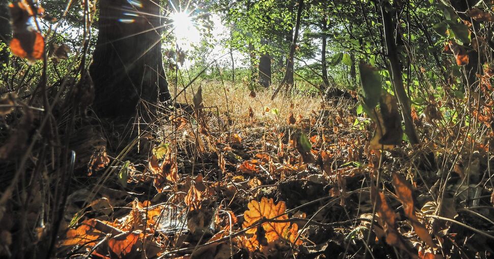 Herbststimmung im Hochsommer: So vertrocknet wie hier im Wald bei Bönnigheim ist die Waldvegetation vielerorts im Kreis. Fotos: Ramona Theiss