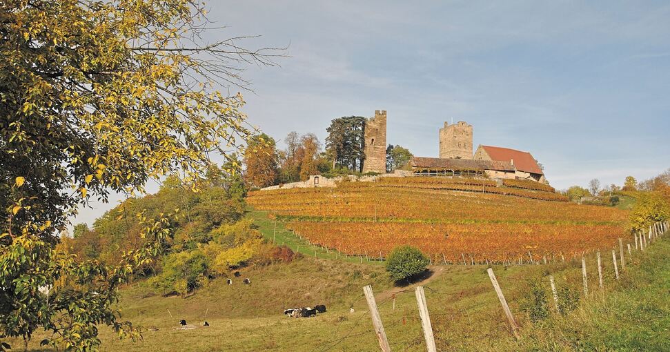 Die Burg Neipperg ist ein Etappenziel der Wanderung durch die panoramareichen Weinberge. Foto: Werner Sippel