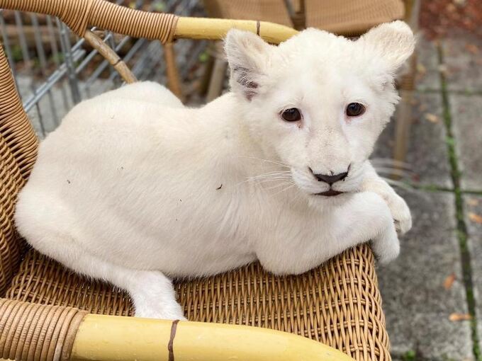 Das weiße Löwenbaby liegt in einem Korbsessel