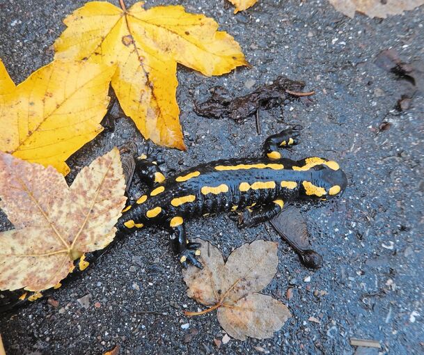 Dieser tote Salamander weist zwar keine sichtbaren Verletzungen auf, laut Stadt reiche aber oft der Luftzug eines Autos aus, um ein solch kleines Tier zu Tode zu schleudern.Foto: Julia Schweizer