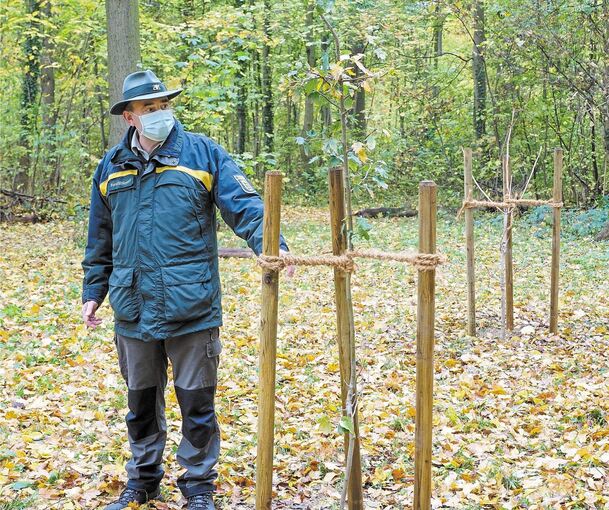 Christian Feldmann, Leiter des Forstbezirks Unterland, neben einer neu gepflanzten Elsbeere. Fotos: Holm Wolschendorf