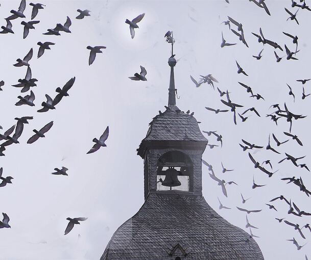 Schwärme von Saatkrähen fliegen über der Bönnigheimer Altstadt und lassen sich am Köllesturm nieder.Foto: Alfred Drossel