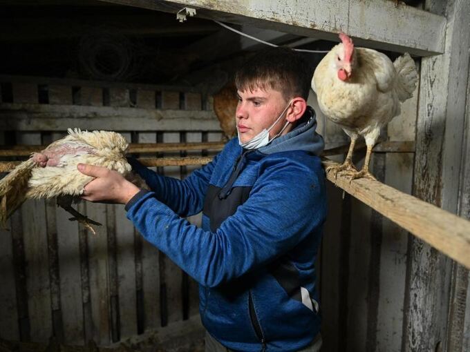 Nic Dilger aus Tettnang rettet Hühner aus Legebatterie
