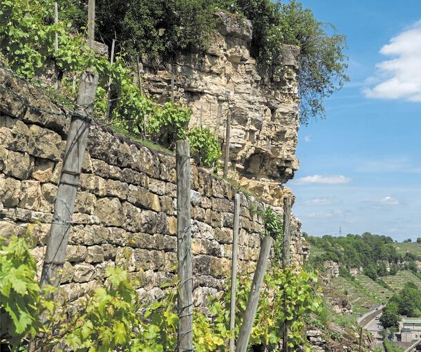 Die Steillagen bei Poppenweiler liefern die Trollingertrauben für den neuen Ludwigsburger Stadtwein namens Neckarheld. Fotos: Holm Wolschendorf (2), Ramona Theiss