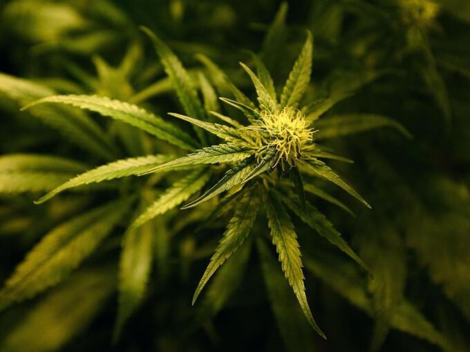 Eine Cannabis-Pflanze blüht