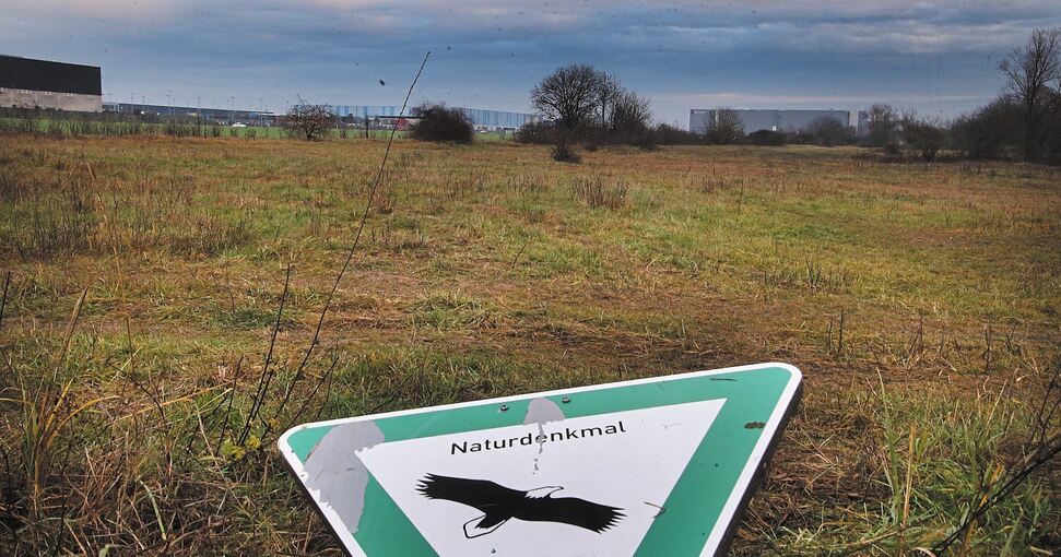 Das Gebiet der früheren Landebahn gilt als wertvolles Biotop. Foto:Alfred Drossel
