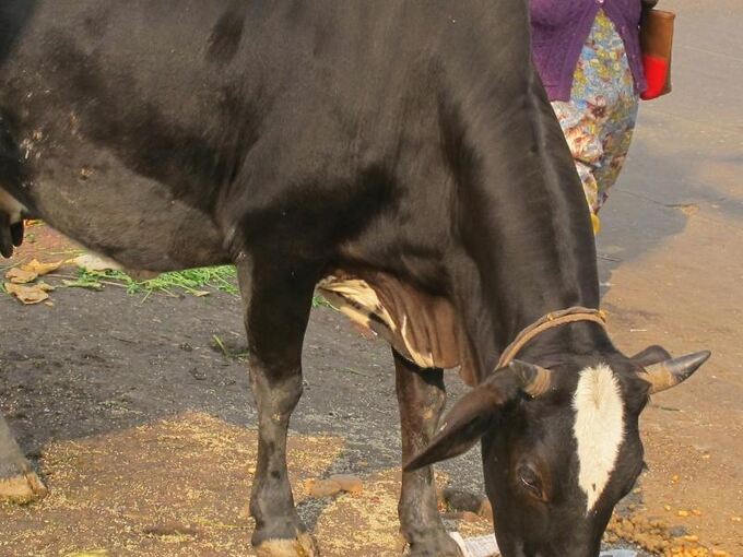 Kuh-Wissenschaft in Indien