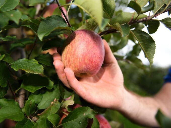 Ein Obstbauer pflückt einen Apfel