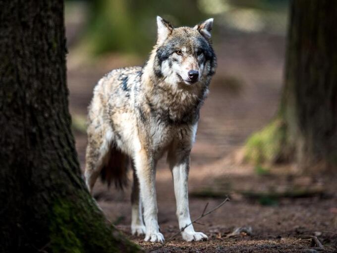 Ein Wolf (Canis lupus) steht in einem Wildpark in seinem Gehege
