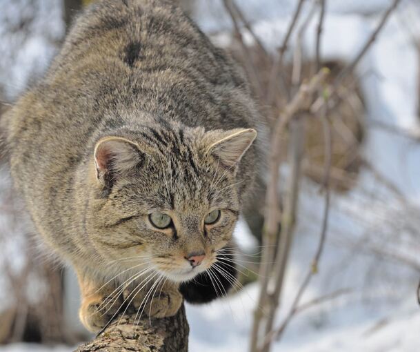 Wildkatze in Lauerstellung. Foto: BUND (p)