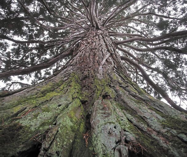 Einer der größten Bäume in ganz Deutschland ist der Mammutbaum von Ochsenbach. Er hat einen Stammumfang von 9,30 Metern und eine Höhe von 32 Metern. Foto: Alfred Drossel