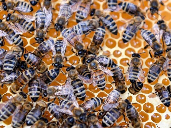 Britische Imker gegen Import von Bienen