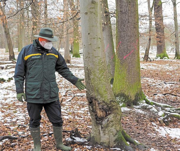 Dieser Baum ist zwar beschädigt, darf aber stehen bleiben. Er bietet so manchen Insekten Lebensraum, erklärt Förster Christian Feldmann.