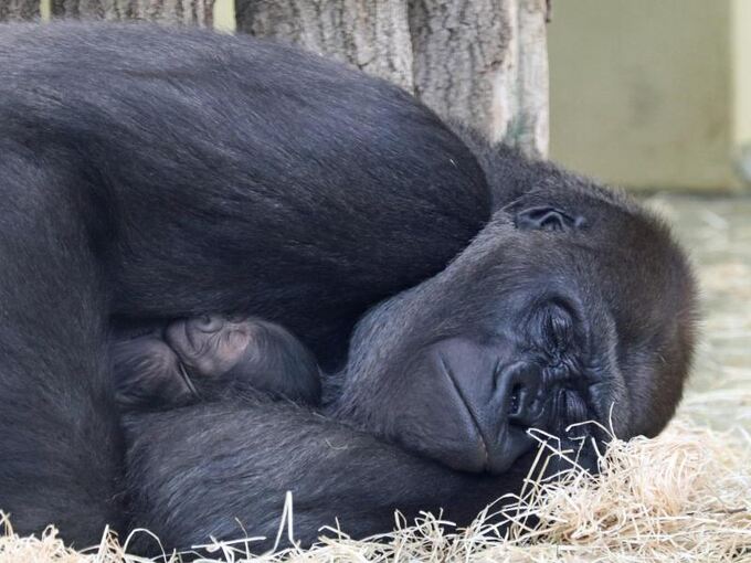 Gorillas im Zoo Berlin