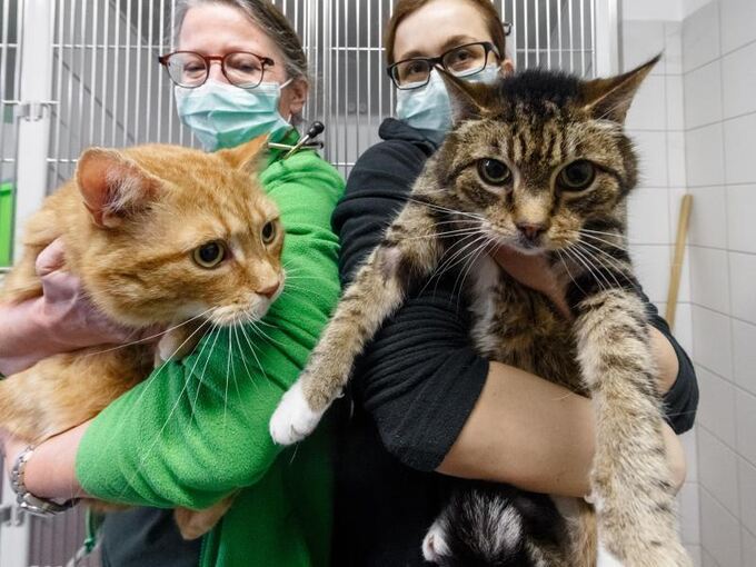 Katzen haben Corona überstanden: Neues Zuhause gesucht Katzen haben Corona überstanden: Neues Zuhause gesucht
