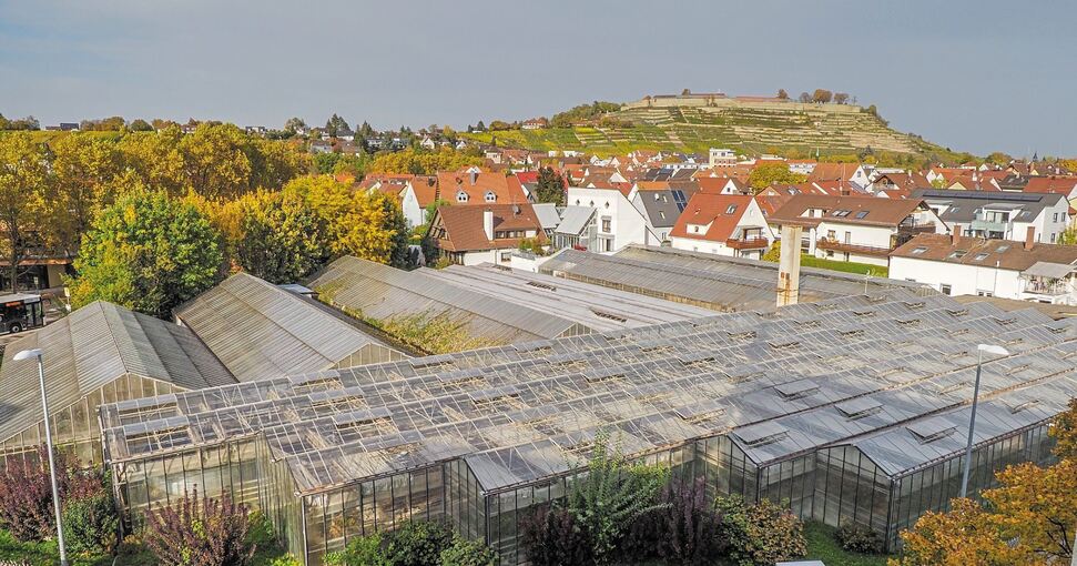 Die markanten Gewächshäuser der Gärtnerei Veigel vor dem Hohenasperg: Ein Ludwigsburger Unternehmen will hier rund 61 Wohneinheiten schaffen – und ist jetzt seinem Ziel näher gekommen. Foto: Holm Wolschendorf