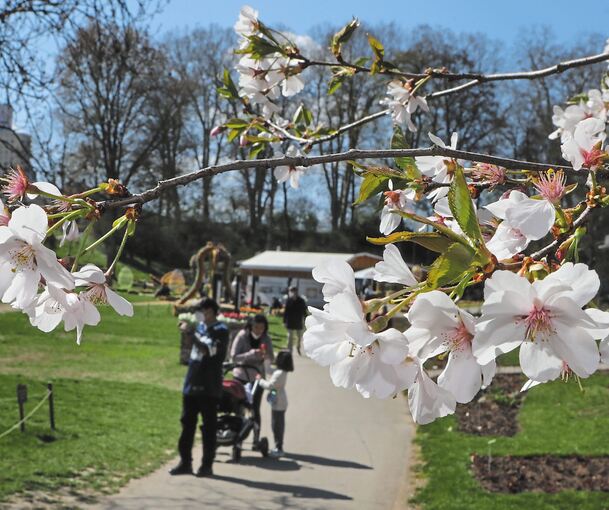 Rund 3000 Besucher genießen am Ostersonntag die Sonne und die Blütenpracht im Blühenden Barock. Fotos: Ramona Theiss