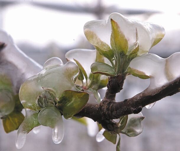 Geschützt: Blüten und Knospen sind von einer Eisschicht umhüllt.