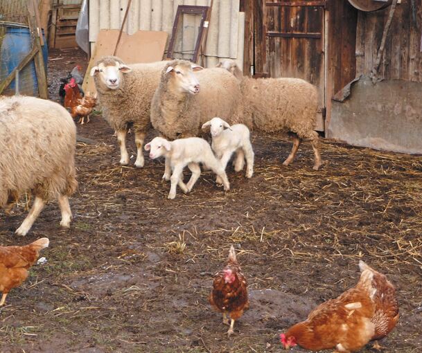Diese Tiere sind teilweise geköpft, gefesselt und anschließend in die nahegelegene Enz geworfen worden. Foto: privat