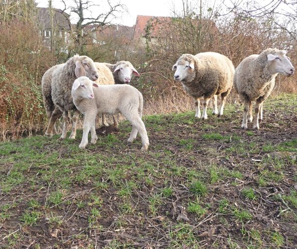 Schafe und Lämmer, die auf einem Gartengrundstück auf der „Insel“ gelebt haben, sind gequält und dann in die Enz geworfen worden. Fotos: privat