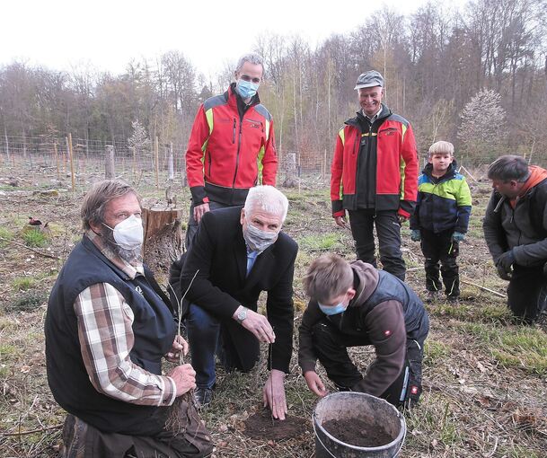 Die letzten der 2200 Bäume werden im Pulverdinger Holz gepflanzt. Mit dabei Oberbürgermeister Gerd Maisch (Mitte) und Sektionsvorsitzender Roland Fischer (links). Foto: Alfred Drossel